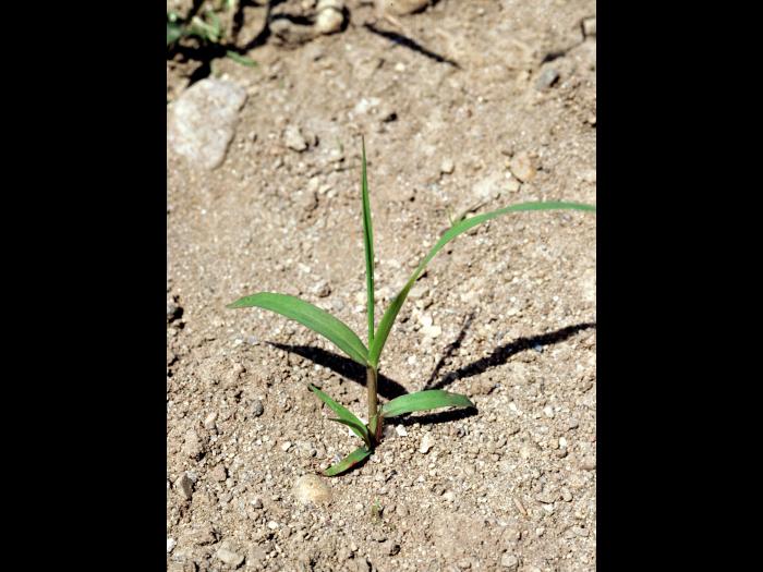 Panic automne (Panicum dichotomiflorum)_3