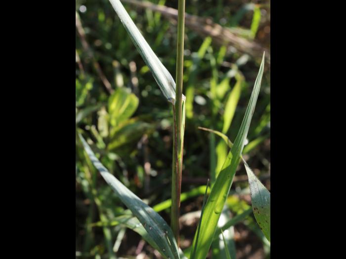 Panic automne (Panicum dichotomiflorum)_10