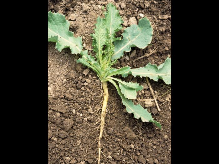 Laiteron rude (Sonchus asper)_4