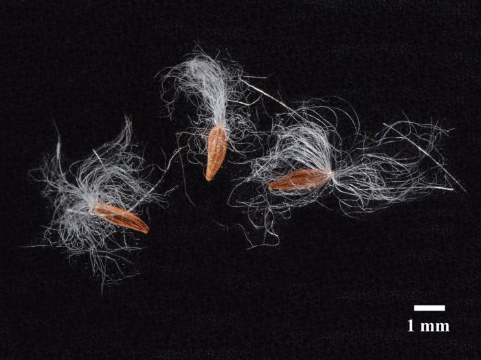 Laiteron rude (Sonchus asper)_9