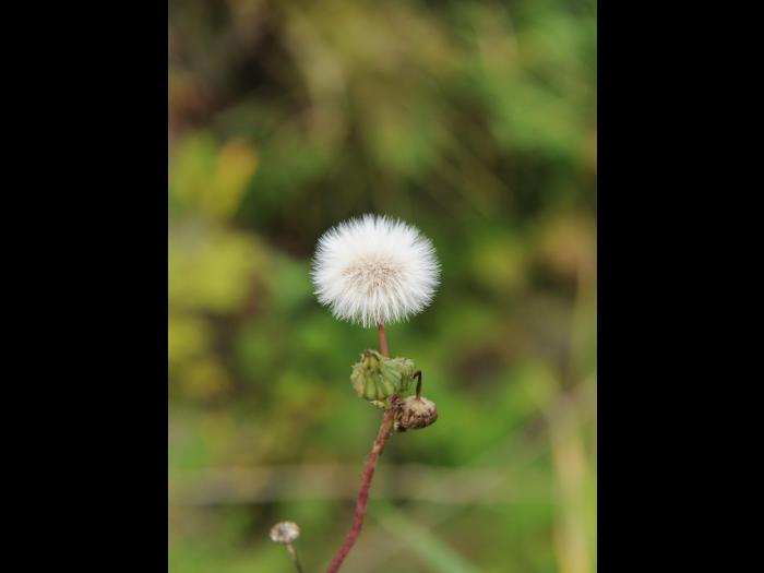 Laiteron rude (Sonchus asper)_16