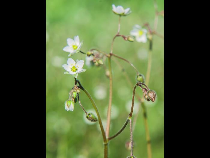 Spargoute des champs(Spergula arvensis)_16
