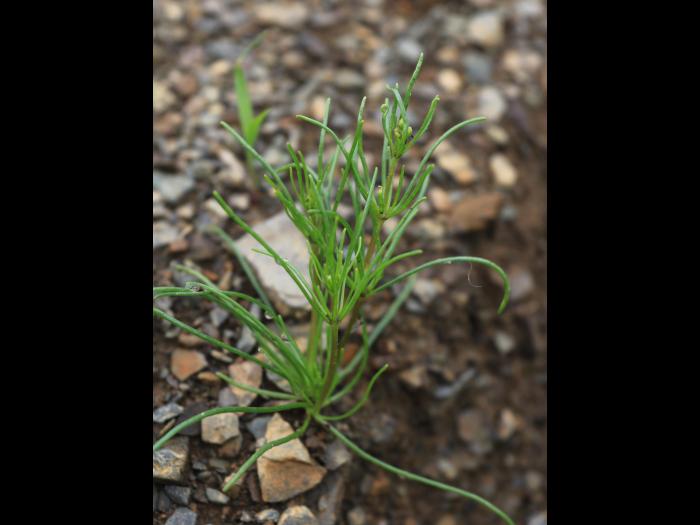 Spargoute des champs(Spergula arvensis)_20