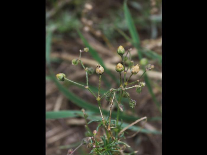 Spargoute des champs(Spergula arvensis)_24