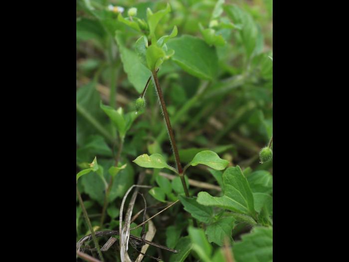Stellaire moyenne(Stellaria media)_11