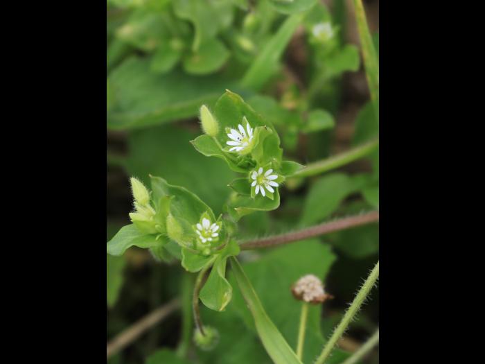 Stellaire moyenne(Stellaria media)_14