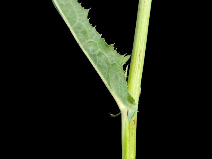 Laiteron champs (Sonchus arvensis)_5