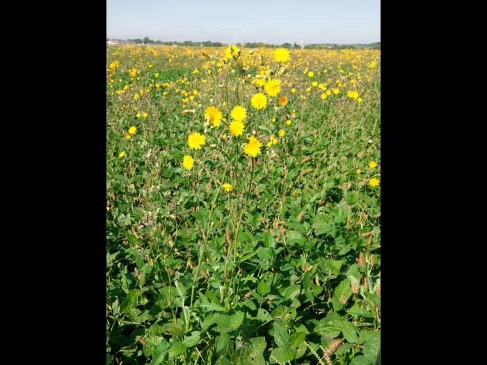 Laiteron champs (Sonchus arvensis)_12