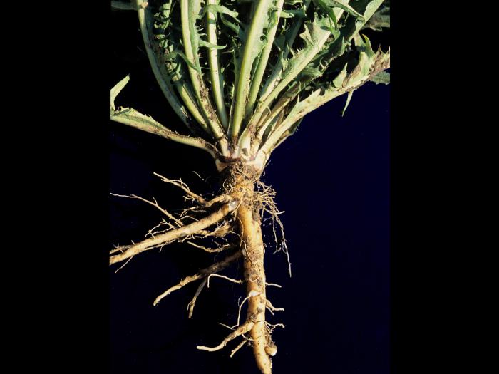 Pissenlit (Taraxacum officinale)_5