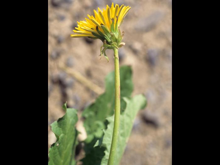 Pissenlit (Taraxacum officinale)_7