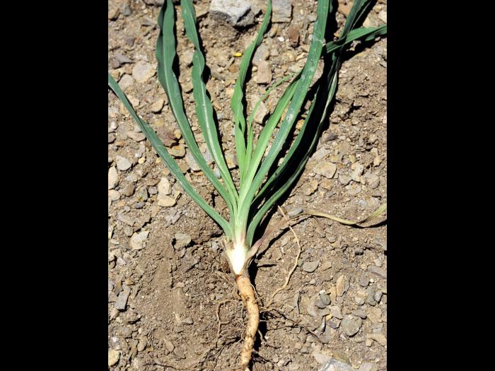 Salsifis prés (Tragopogon pratensis)_4