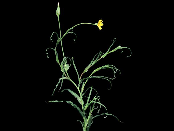 Salsifis prés (Tragopogon pratensis)_5