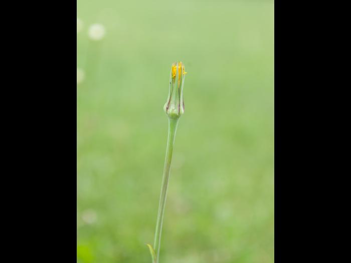 Salsifis prés (Tragopogon pratensis)_10