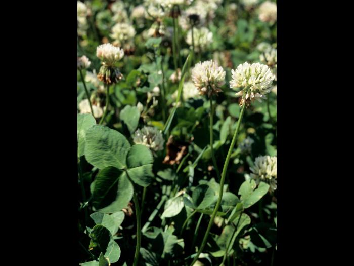 Trèfle blanc(Trifolium repens)_4