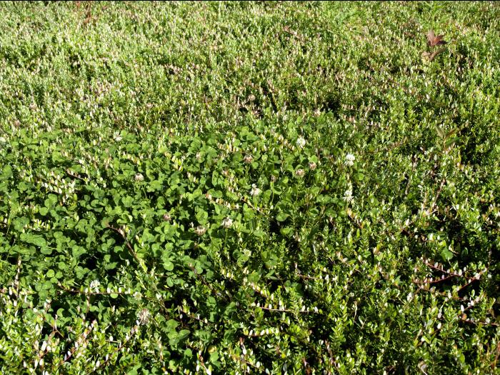 Trèfle blanc(Trifolium repens)_10