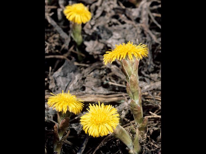 Tussilage pas-d'âne(Tussilago farfara)_6