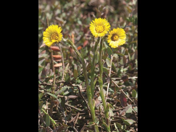 Tussilage pas-d'âne(Tussilago farfara)_9