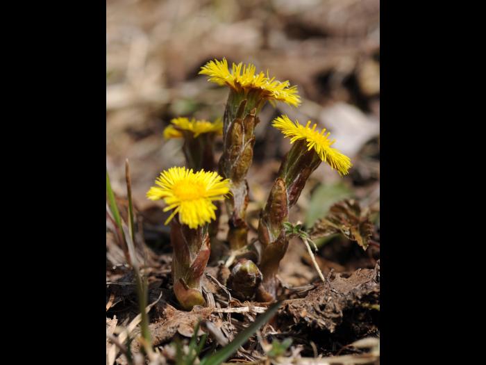 Tussilage pas-d'âne(Tussilago farfara)_19