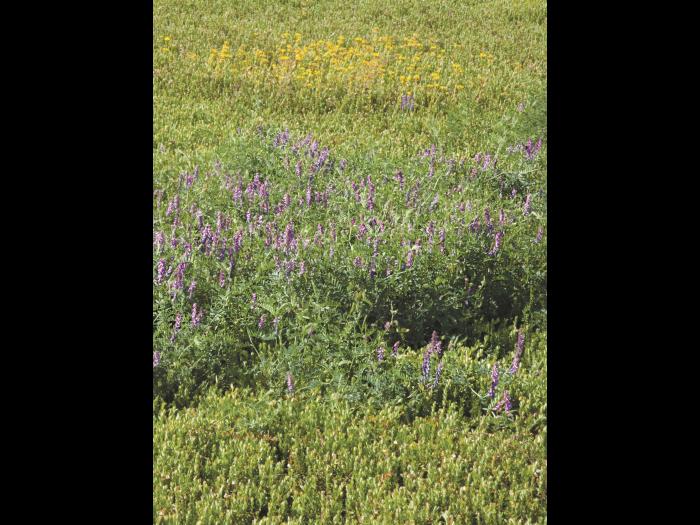 Vesce jargeau(Vicia cracca)_17
