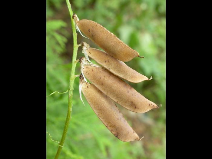 Vesce jargeau(Vicia cracca)_19