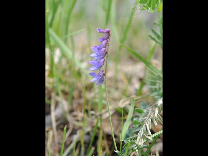 Vesce jargeau(Vicia cracca)_28