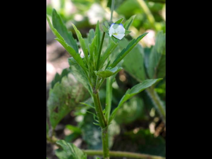 Violette des champs(Viola arvensis)_6