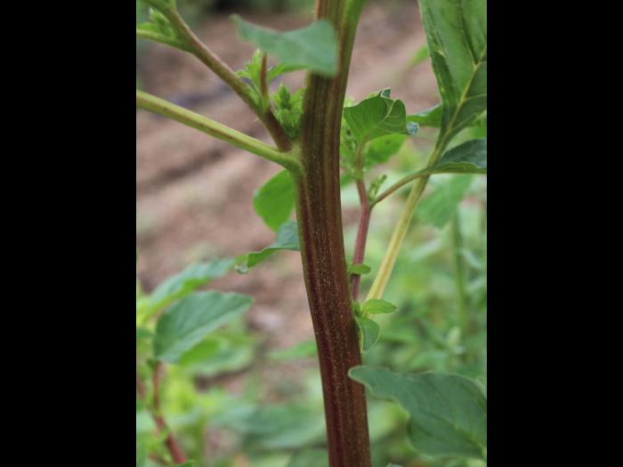 Amarante de Powell(Amaranthus powellii)_15