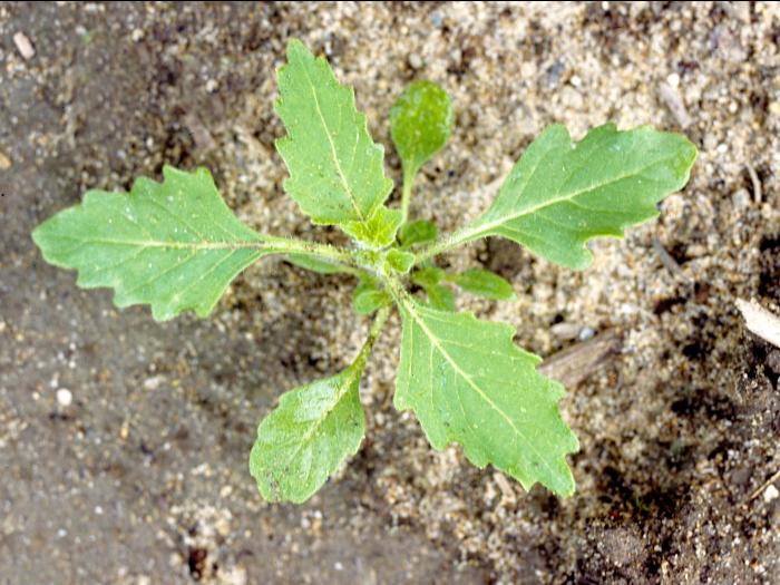 Morelle feuilles coqueret (Solanum physalifolium)_2