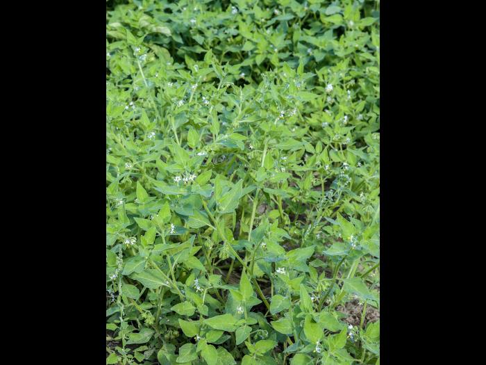 Morelle feuilles coqueret (Solanum physalifolium)_8