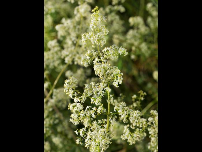 Gaillet mollugine (Galium mollugo)_1