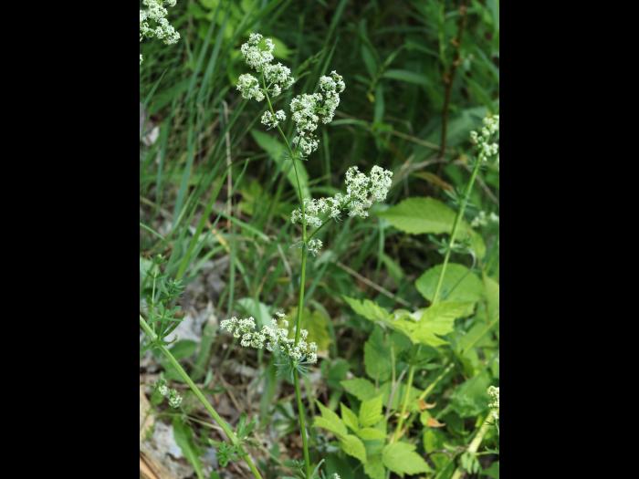 Gaillet mollugine (Galium mollugo)_25
