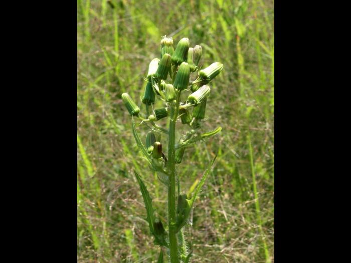 Érechtite feuilles épervière (Erechtites hieraciifolius)_2