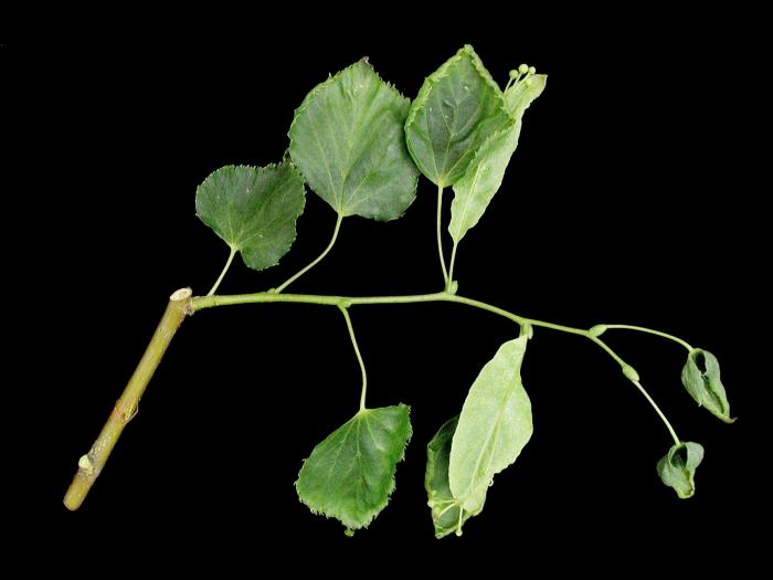 Tilleuls - herbicides phytohormonaux (4)_1