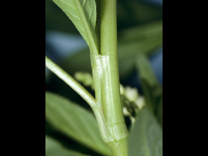 Renouée feuilles patience(Persicaria lapathifolia)_2