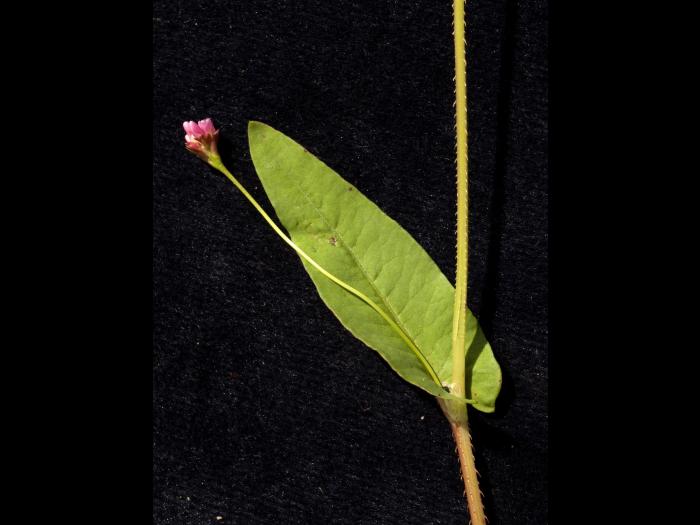 Renouée sagitté (Persicaria sagittata)_8