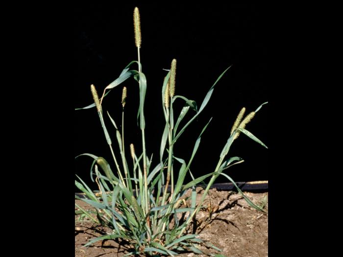 Sétaire glauque (Setaria pumila subsp. pumila)_9