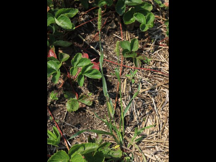 Sétaire glauque (Setaria pumila subsp. pumila)_17