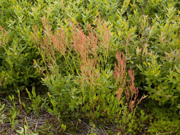 Petite oseille (Rumex acetosella)_13