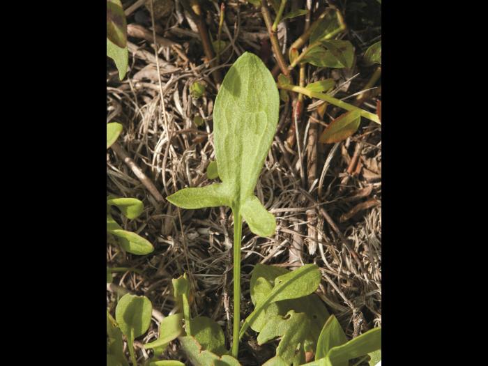 Petite oseille (Rumex acetosella)_16