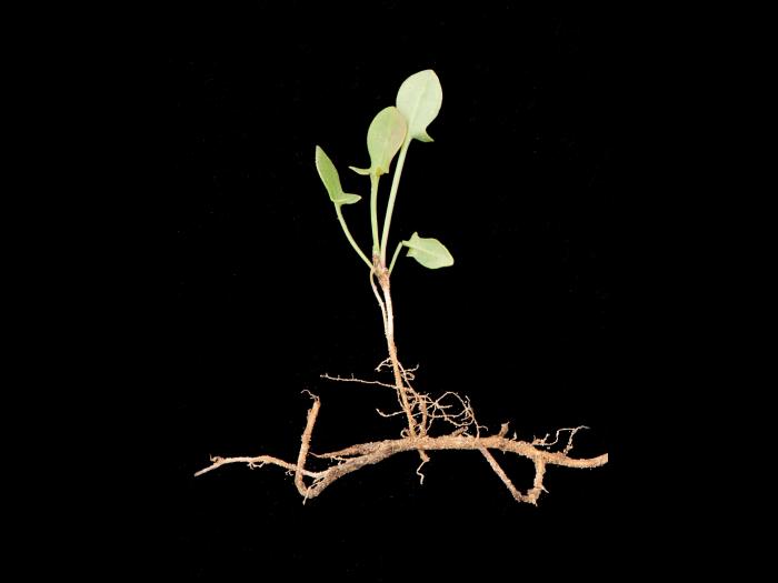 Petite oseille (Rumex acetosella)_19