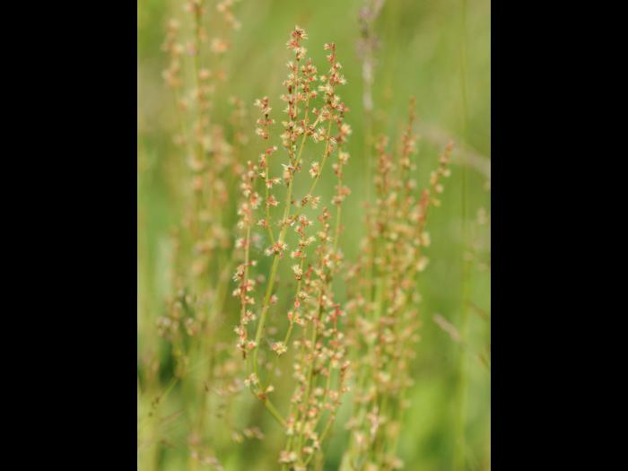 Petite oseille (Rumex acetosella)_26