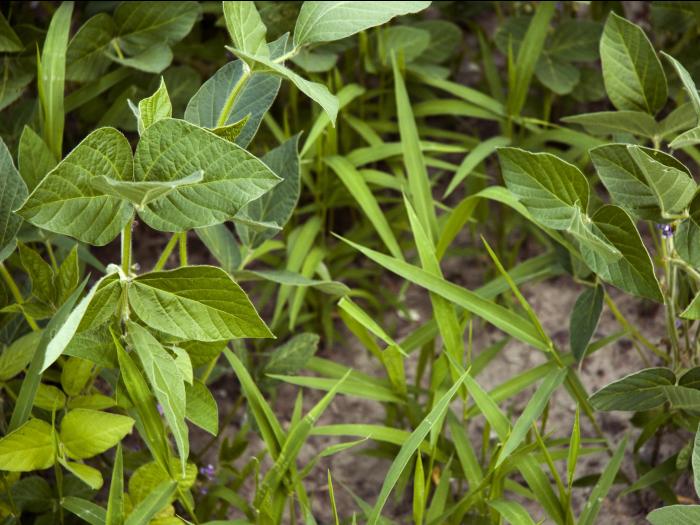 Ériochloé velue (Eriochloa villosa)_7