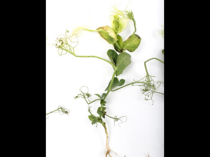 Pois - atrazine (5)_2