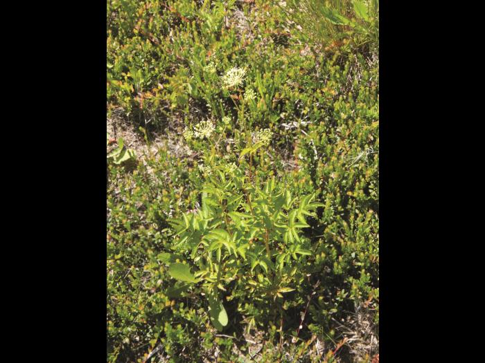 Aralie hispide(Aralia hispida)_1