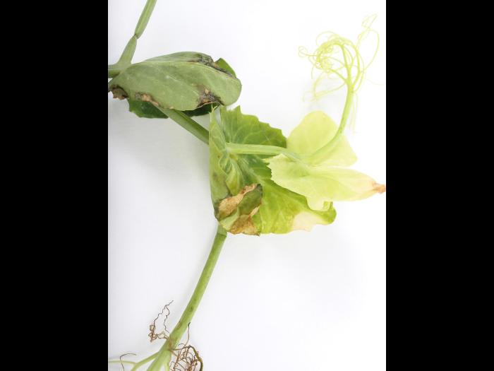 Pois - atrazine (5)_4