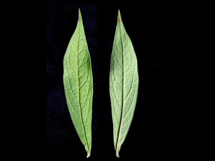 Aster ombelles(Doellingeria umbellata)_5