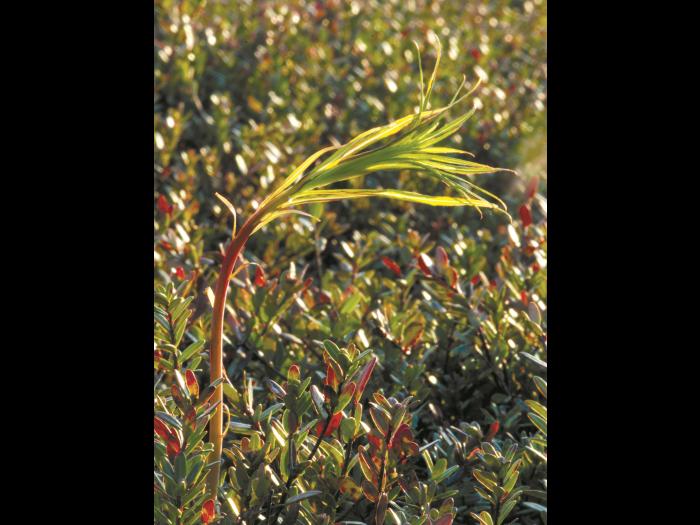 Épilobe feuilles étroite (Chamaenerion angustifolium)_6