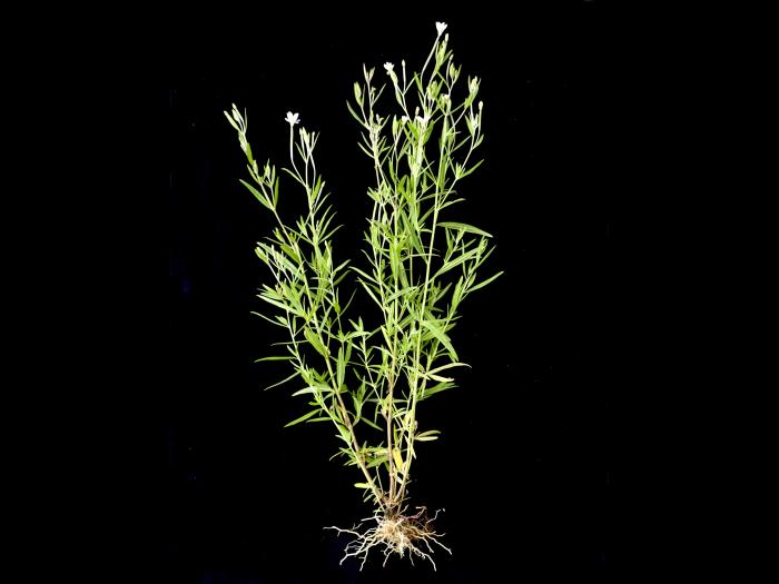 Épilobe leptophylle (Epilobium leptophyllum)_2