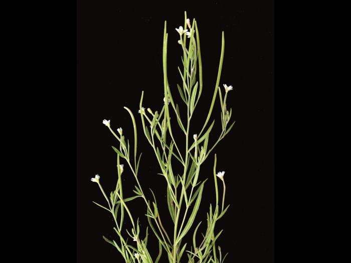 Épilobe leptophylle (Epilobium leptophyllum)_5