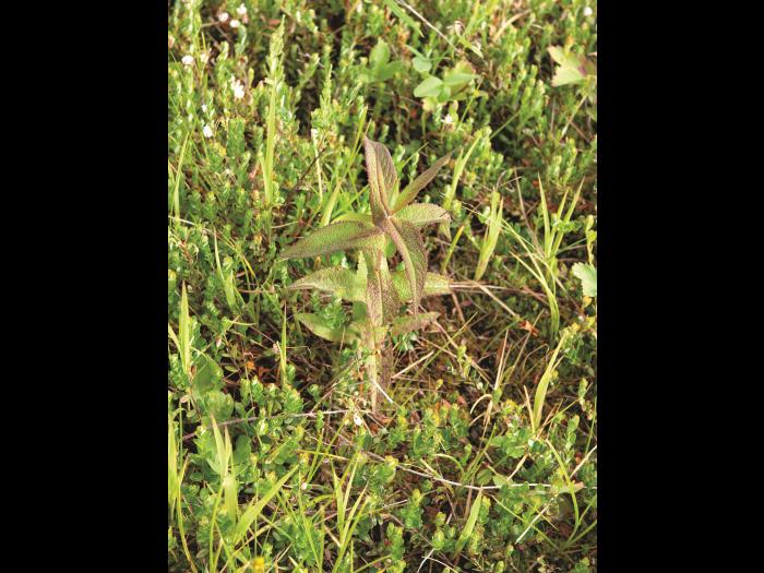 Eupatoire perfoliée (Eupatorium perfoliatum)_5